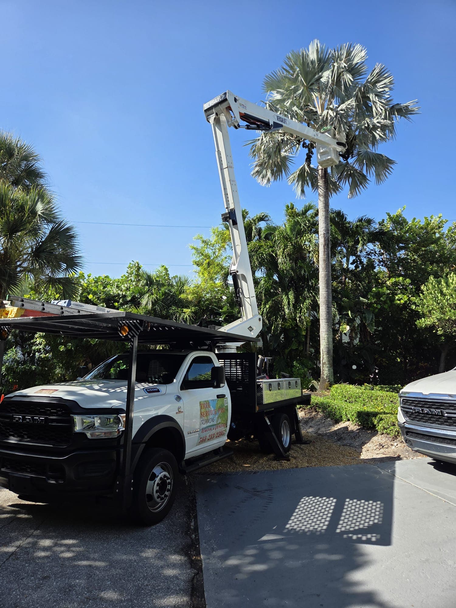 A palm tree crown being carefully trimmed from a bucket lift