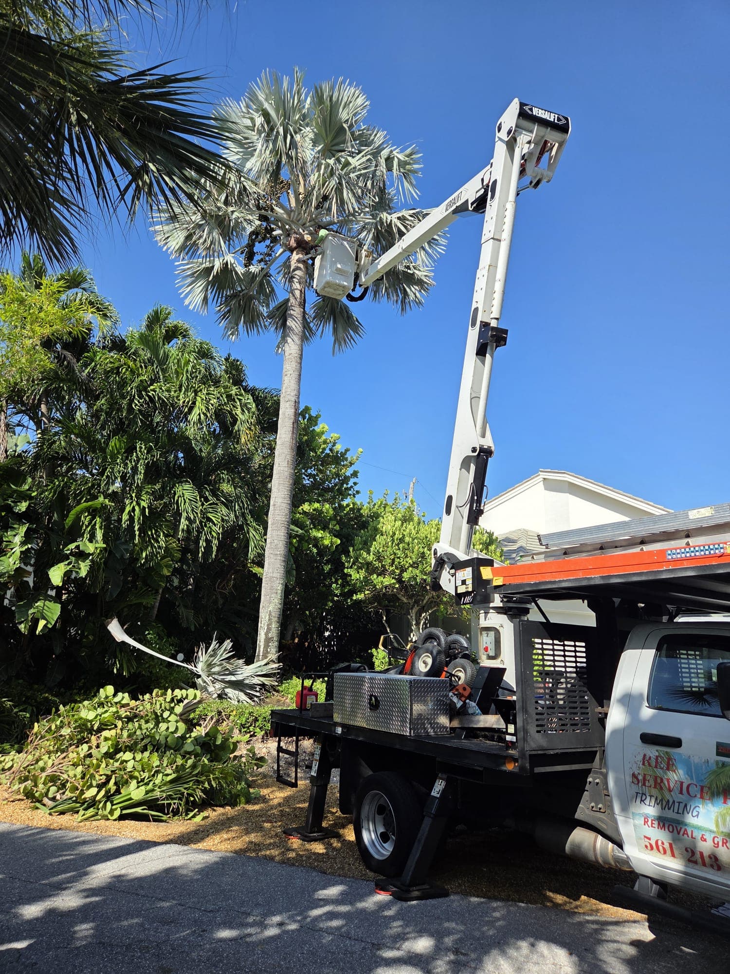 A tall palm tree before precision trimming
