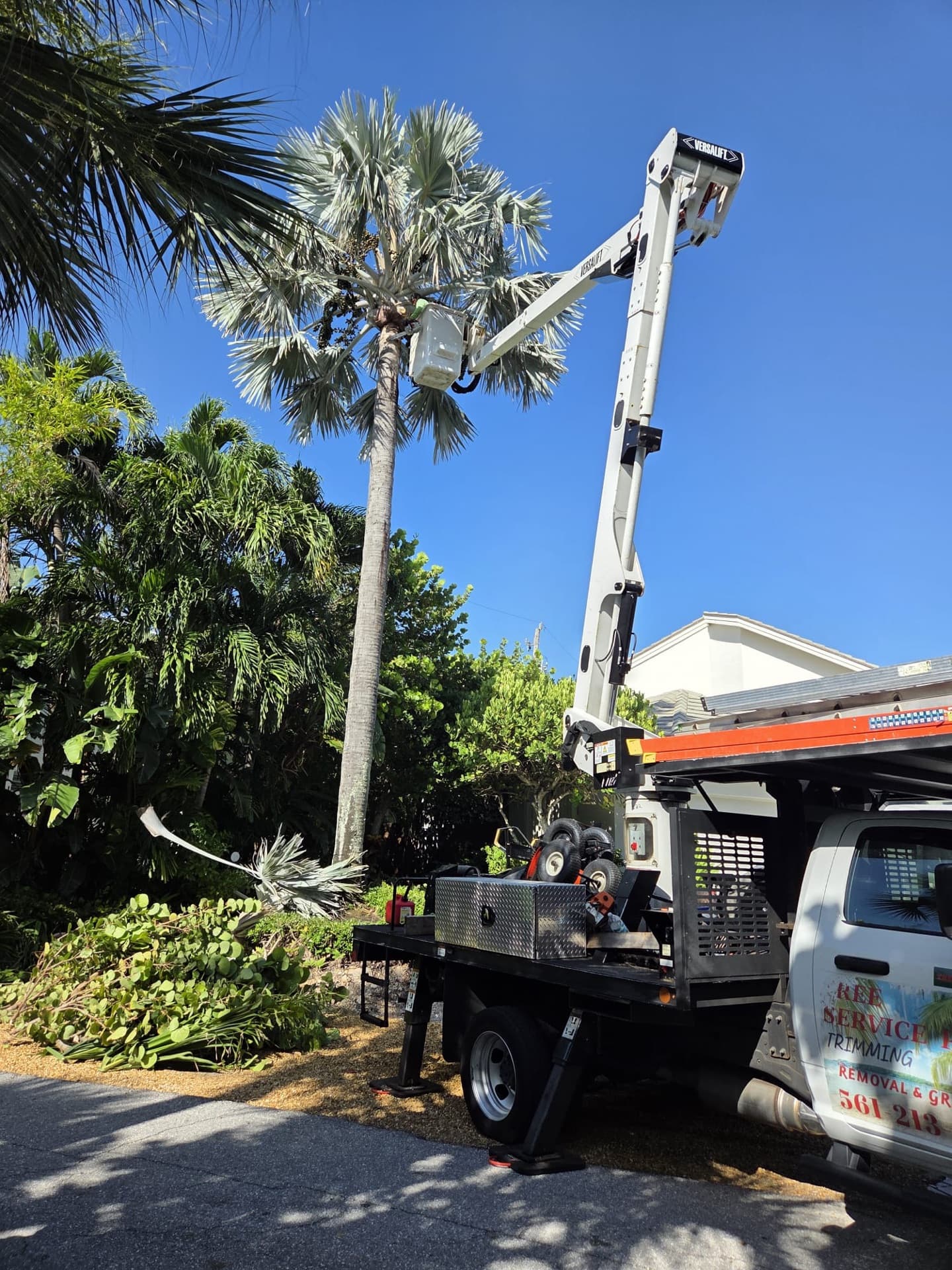 Example of tree trimming/pruning services work