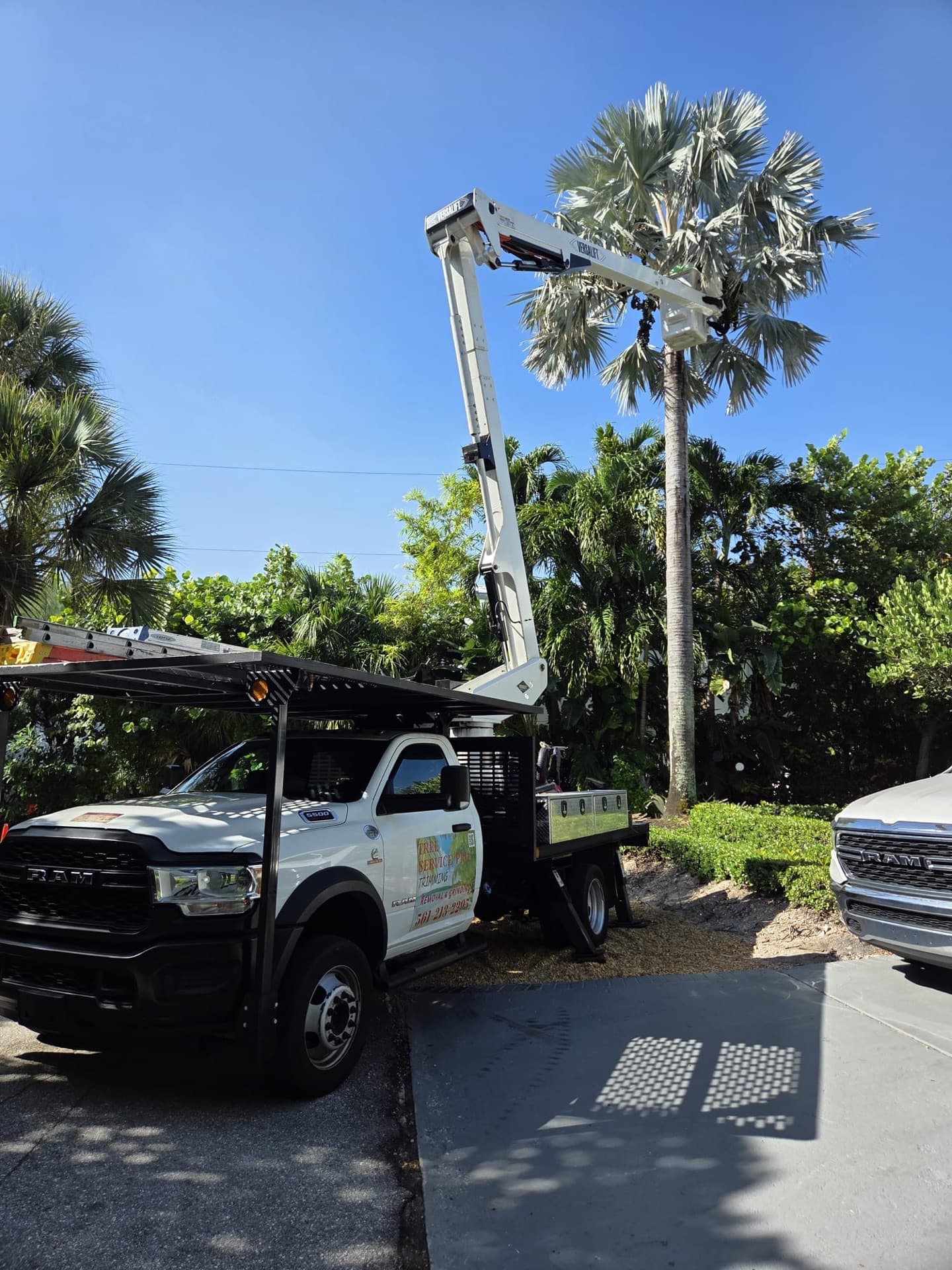 Example of emergency tree services work